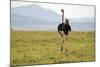 Kenya, Masai Mara National Reserve, Male Ostrich Walking in the Savanna-Anthony Asael-Mounted Photographic Print