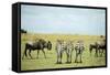 Kenya, Masai Mara National Reserve, Rear View of Zebras Looking at the Plain-Anthony Asael-Framed Stretched Canvas