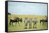 Kenya, Masai Mara National Reserve, Rear View of Zebras Looking at the Plain-Anthony Asael-Framed Stretched Canvas