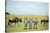 Kenya, Masai Mara National Reserve, Rear View of Zebras Looking at the Plain-Anthony Asael-Stretched Canvas