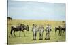 Kenya, Masai Mara National Reserve, Rear View of Zebras Looking at the Plain-Anthony Asael-Stretched Canvas