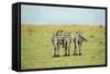 Kenya, Masai Mara National Reserve, Rear View of Zebras Looking at the Plain-Anthony Asael-Framed Stretched Canvas