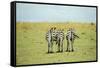 Kenya, Masai Mara National Reserve, Rear View of Zebras Looking at the Plain-Anthony Asael-Framed Stretched Canvas