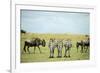 Kenya, Masai Mara National Reserve, Rear View of Zebras Looking at the Plain-Anthony Asael-Framed Photographic Print