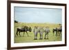 Kenya, Masai Mara National Reserve, Rear View of Zebras Looking at the Plain-Anthony Asael-Framed Photographic Print