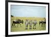 Kenya, Masai Mara National Reserve, Rear View of Zebras Looking at the Plain-Anthony Asael-Framed Photographic Print