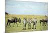 Kenya, Masai Mara National Reserve, Rear View of Zebras Looking at the Plain-Anthony Asael-Mounted Photographic Print