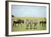 Kenya, Masai Mara National Reserve, Rear View of Zebras Looking at the Plain-Anthony Asael-Framed Photographic Print