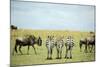 Kenya, Masai Mara National Reserve, Rear View of Zebras Looking at the Plain-Anthony Asael-Mounted Photographic Print