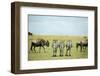 Kenya, Masai Mara National Reserve, Rear View of Zebras Looking at the Plain-Anthony Asael-Framed Photographic Print