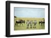 Kenya, Masai Mara National Reserve, Rear View of Zebras Looking at the Plain-Anthony Asael-Framed Photographic Print