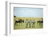 Kenya, Masai Mara National Reserve, Rear View of Zebras Looking at the Plain-Anthony Asael-Framed Photographic Print