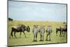 Kenya, Masai Mara National Reserve, Rear View of Zebras Looking at the Plain-Anthony Asael-Mounted Photographic Print