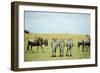 Kenya, Masai Mara National Reserve, Rear View of Zebras Looking at the Plain-Anthony Asael-Framed Photographic Print