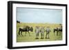 Kenya, Masai Mara National Reserve, Rear View of Zebras Looking at the Plain-Anthony Asael-Framed Photographic Print