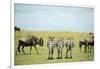 Kenya, Masai Mara National Reserve, Rear View of Zebras Looking at the Plain-Anthony Asael-Framed Photographic Print