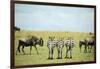 Kenya, Masai Mara National Reserve, Rear View of Zebras Looking at the Plain-Anthony Asael-Framed Photographic Print