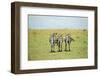 Kenya, Masai Mara National Reserve, Rear View of Zebras Looking at the Plain-Anthony Asael-Framed Photographic Print