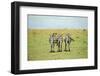 Kenya, Masai Mara National Reserve, Rear View of Zebras Looking at the Plain-Anthony Asael-Framed Photographic Print