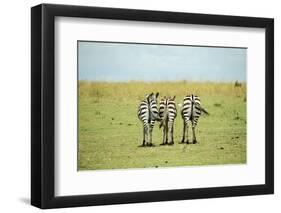 Kenya, Masai Mara National Reserve, Rear View of Zebras Looking at the Plain-Anthony Asael-Framed Photographic Print