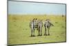 Kenya, Masai Mara National Reserve, Rear View of Zebras Looking at the Plain-Anthony Asael-Mounted Photographic Print