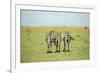 Kenya, Masai Mara National Reserve, Rear View of Zebras Looking at the Plain-Anthony Asael-Framed Photographic Print