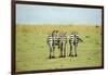 Kenya, Masai Mara National Reserve, Rear View of Zebras Looking at the Plain-Anthony Asael-Framed Photographic Print