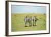 Kenya, Masai Mara National Reserve, Rear View of Zebras Looking at the Plain-Anthony Asael-Framed Photographic Print