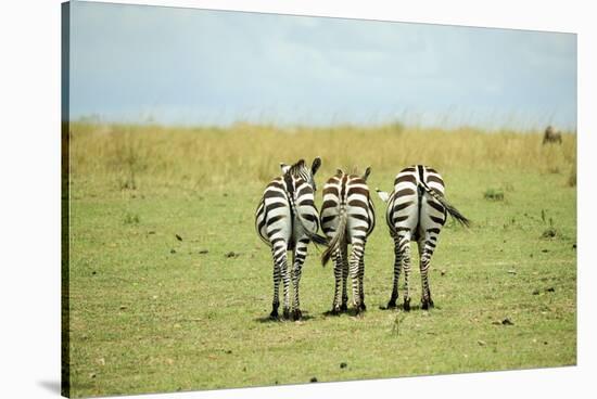 Kenya, Masai Mara National Reserve, Rear View of Zebras Looking at the Plain-Anthony Asael-Stretched Canvas