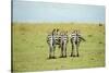 Kenya, Masai Mara National Reserve, Rear View of Zebras Looking at the Plain-Anthony Asael-Stretched Canvas