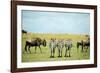 Kenya, Masai Mara National Reserve, Rear View of Zebras Looking at the Plain-Anthony Asael/Art in All of Us-Framed Photographic Print