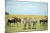 Kenya, Masai Mara National Reserve, Rear View of Zebras Looking at the Plain-Anthony Asael/Art in All of Us-Mounted Photographic Print