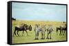 Kenya, Masai Mara National Reserve, Rear View of Zebras Looking at the Plain-Anthony Asael/Art in All of Us-Framed Stretched Canvas