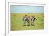 Kenya, Masai Mara National Reserve, Rear View of Zebras Looking at the Plain-Anthony Asael/Art in All of Us-Framed Photographic Print