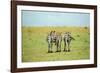 Kenya, Masai Mara National Reserve, Rear View of Zebras Looking at the Plain-Anthony Asael/Art in All of Us-Framed Photographic Print