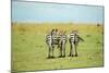 Kenya, Masai Mara National Reserve, Rear View of Zebras Looking at the Plain-Anthony Asael/Art in All of Us-Mounted Photographic Print