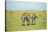 Kenya, Masai Mara National Reserve, Rear View of Zebras Looking at the Plain-Anthony Asael/Art in All of Us-Stretched Canvas