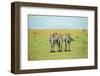 Kenya, Masai Mara National Reserve, Rear View of Zebras Looking at the Plain-Anthony Asael/Art in All of Us-Framed Photographic Print