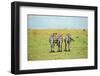 Kenya, Masai Mara National Reserve, Rear View of Zebras Looking at the Plain-Anthony Asael/Art in All of Us-Framed Photographic Print