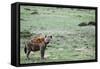 Kenya, Masai Mara National Reserve, Spotted Hyena-Anthony Asael-Framed Stretched Canvas