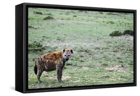 Kenya, Masai Mara National Reserve, Spotted Hyena-Anthony Asael-Framed Stretched Canvas