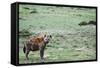 Kenya, Masai Mara National Reserve, Spotted Hyena-Anthony Asael-Framed Stretched Canvas