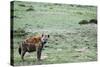 Kenya, Masai Mara National Reserve, Spotted Hyena-Anthony Asael-Stretched Canvas