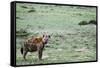 Kenya, Masai Mara National Reserve, Spotted Hyena-Anthony Asael-Framed Stretched Canvas