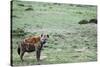 Kenya, Masai Mara National Reserve, Spotted Hyena-Anthony Asael-Stretched Canvas