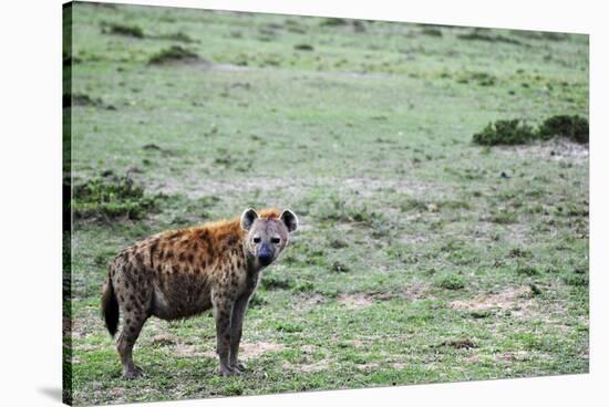 Kenya, Masai Mara National Reserve, Spotted Hyena-Anthony Asael-Stretched Canvas