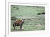 Kenya, Masai Mara National Reserve, Spotted Hyena-Anthony Asael-Framed Photographic Print