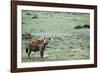 Kenya, Masai Mara National Reserve, Spotted Hyena-Anthony Asael-Framed Photographic Print