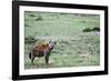 Kenya, Masai Mara National Reserve, Spotted Hyena-Anthony Asael-Framed Photographic Print