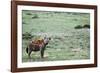 Kenya, Masai Mara National Reserve, Spotted Hyena-Anthony Asael-Framed Photographic Print